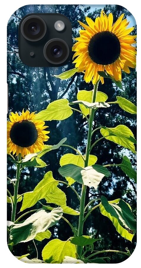 Sunflowers Reaching Towards the Sky - Phone Case