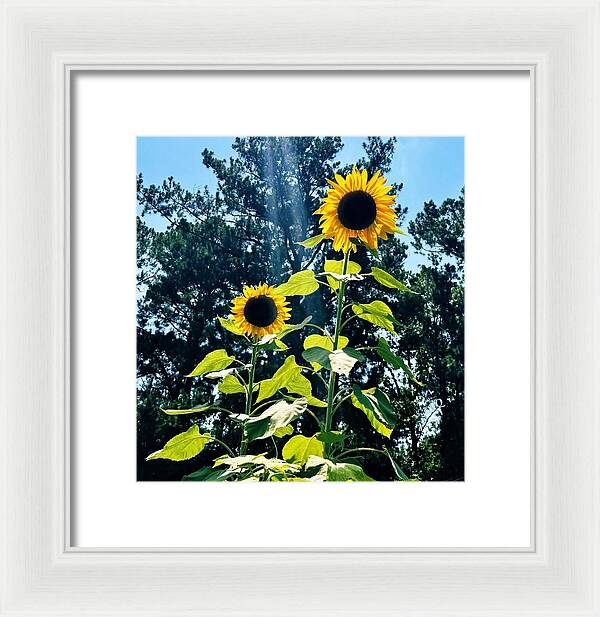 Sunflowers Reaching Towards the Sky - Framed Print