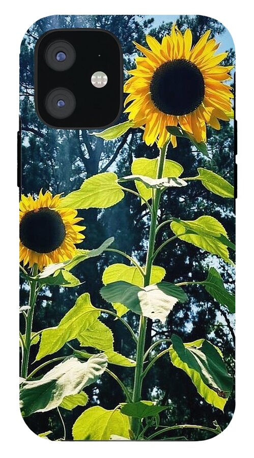 Sunflowers Reaching Towards the Sky - Phone Case