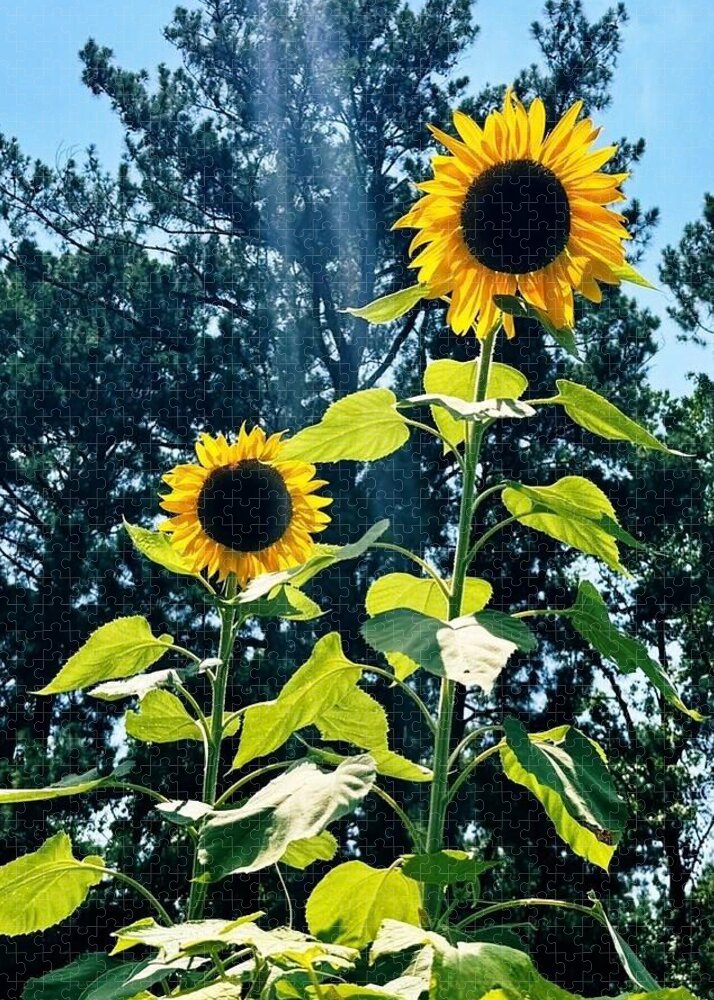 Sunflowers Reaching Towards the Sky - Puzzle