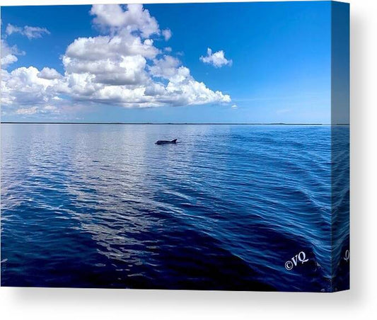 Tranquil Waters with Dolphin - Canvas Print