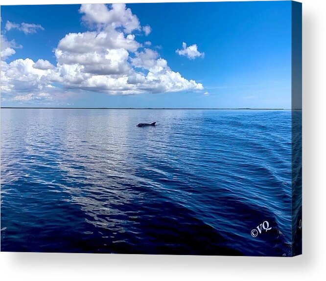 Tranquil Waters with Dolphin - Acrylic Print