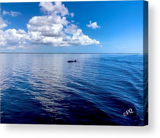 Tranquil Waters with Dolphin - Acrylic Print