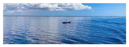 Tranquil Waters with Dolphin - Yoga Mat